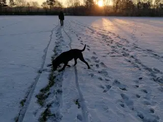 Købes labradorhvalp han