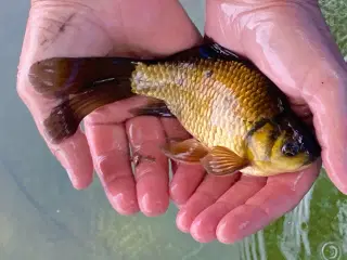 Guldfisk