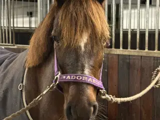 Børnepony søges til elevskole