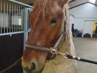 Koldblods vallak 3 år
