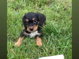 puddel-dansk svensk gårdhund