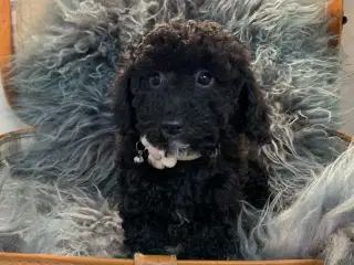 Små fine mini Maltipoo babyer er rejseklar nu .