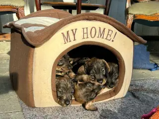 Ruhåret gravhund