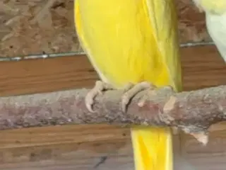 Gul Alexanderparakit