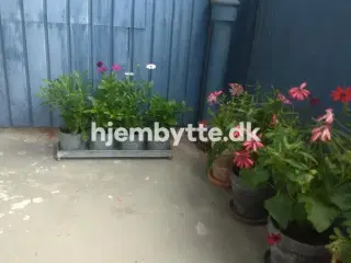 Hjembytte - Jagtvej