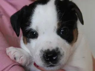 Jack Russel Terrier 