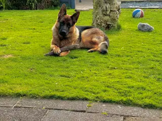 Skøn schæfertæve på 1 år