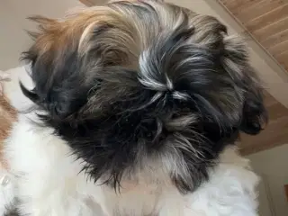 🐶 Skøn Shih Tzu hvalp søger kærligt hjem