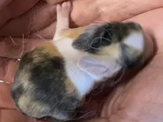 HOLLÆNDER HUN JAPANER SORT/GUL