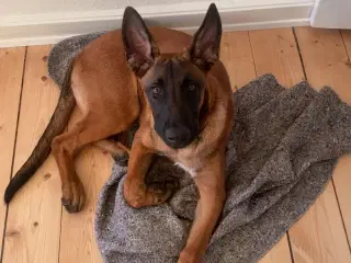 belgisk malinois