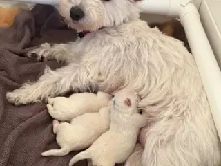 West Highland White Terrier