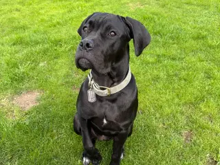 Cane Corso /presa canario 