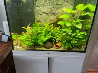 Juwel akvarie 225 ltr.