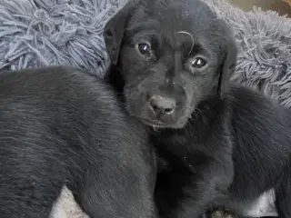 Labrador Formel 1