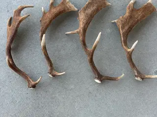 Fine kastestænger fra dåhjort sælges 