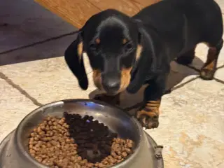 Sunde og smukke korthårede gravhunde hvalpe 