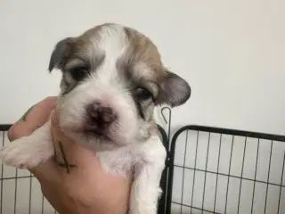Lhasa apso - Coco