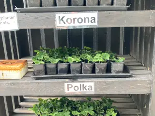 Jordbærplanter