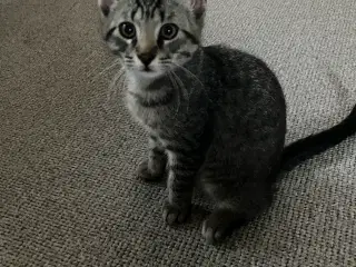 Katte 