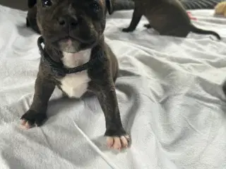 Staffordshire Bull terrier hvalpe