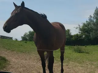 Kone/skovtur hest