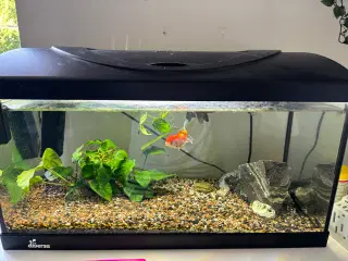 Akvarie