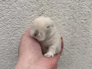 Ægte minilop - dreng - UDLANDSK 