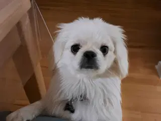 Tilbydes til parring 