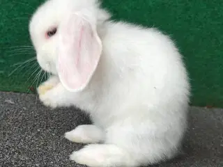 Minilop