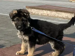 Schæfer hvalpe med DKK stamtavle 