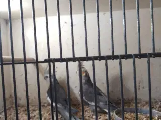 Nymfe parkitter 