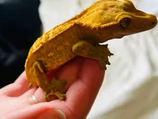 Kronegekko incl terrarie