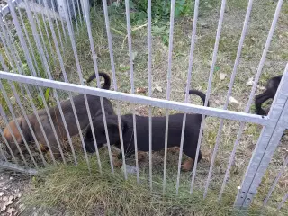 Cane Corso Italiano 7 ugers.