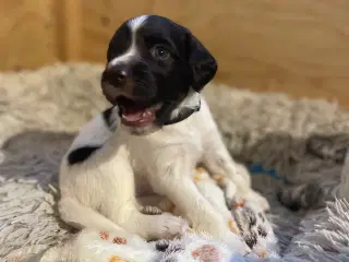 Kleiner Münsterländer hvalpe