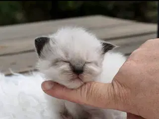 Munchkin ragdoll