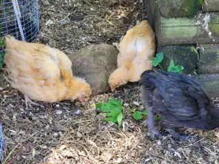 Høne kyllinger 7 uger gamle