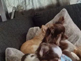 Chokolade farvet 1 årig dreng