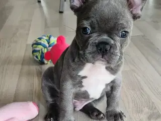 Fransk bulldog hvalpe