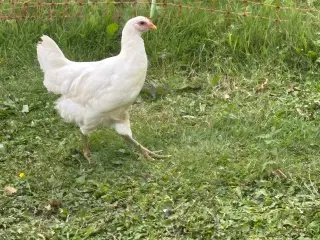 Jersey Kæmper 
