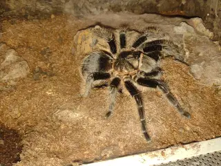 0.1 B. albopilosum