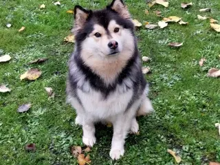 Finsk lapphund 