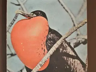 galapagos - noahs ark i stillehavet, af i. eibl-ei