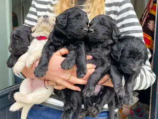 Goldendoodle - Golden doodle