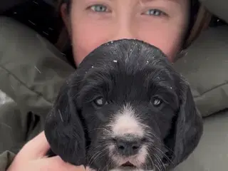 Working Spaniel (FT)