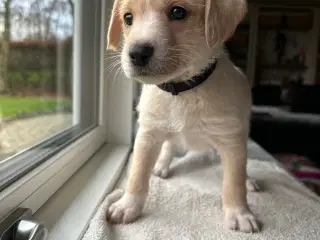 Labradoodle hvalpe