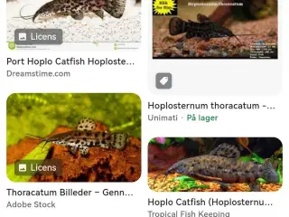 hoplosternum thoracatum