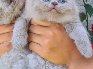 British Shorthair killinger 