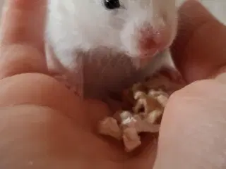 Guldhamster unger 