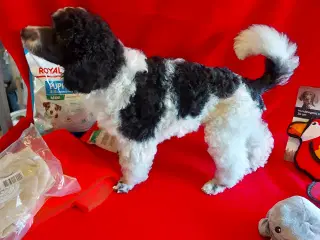 Harlekin pudler til salg