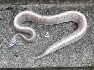 Kongepython morfer 2024 Sjællandstur 3 maj
